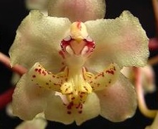 Oncidium stramineum (Lophiaris straminea)