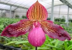 Paphiopedilum Gloria Naugle (rothschildianum x micranthum)