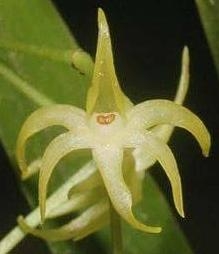 Angraecum calceolus - navázána