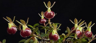 Epidendrum peperomia - navázaná