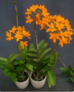 Epidendrum hybride Orange