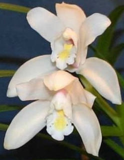 Cymbidium eburneum