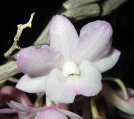 Dendrobium cumulatum