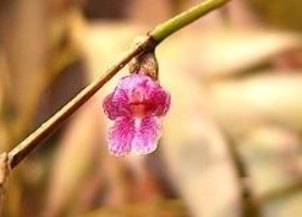 Dendrobium rosellum  