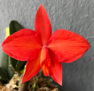 Sophronitis coccinea