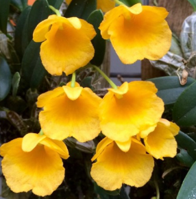 Dendrobium lindleyi (aggregatum)