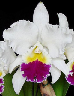 Laeliocattleya Miki Nagata "Orchidlibary"