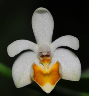 Phalaenopsis malipoense 