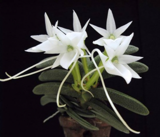 Angraecum aloifolium