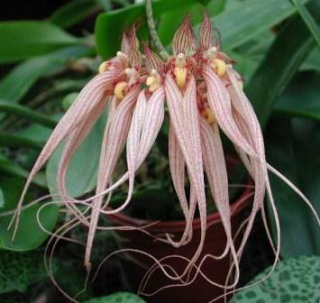 Bulbophyllum 'Louis Sander'