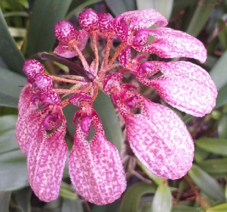 Bulbophyllum eberhardtii (9)
