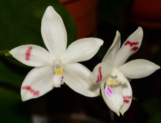 Phalaenopsis tetraspis 