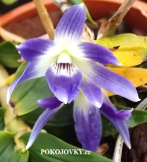 Dendrobium victoria-reginae Philippinen