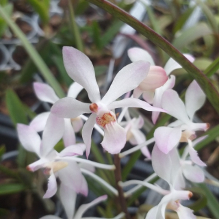 Holcoglossum subulifolium x Ascocentrum christensonianum