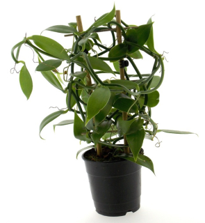 VANILKA - Vanilla planifolia - foto ilustrační
