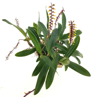 Bulbophyllum falcatum (9)