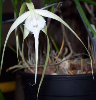 Brassavola cucullata Fireworks - navázána