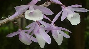 Dendrobium aphyllum - navázána