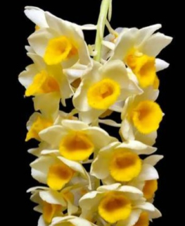 Dendrobium guibertii