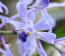 Vanda coerulescens