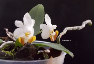 Phalaenopsis lobbii - navázána
