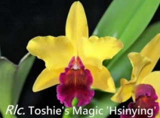 Rhyncholaeliocattleya Toshies Magic Hsinying (6)
