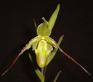 Phragmipedium longifolium