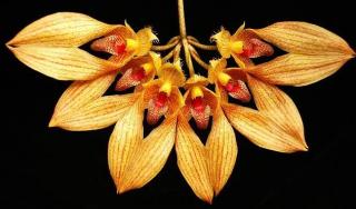 Bulbophyllum annadalei