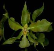 Rossioglossum schlieperianum flavidum