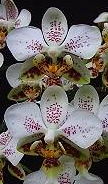 Phalaenopsis stuartiana var. punctatissima
