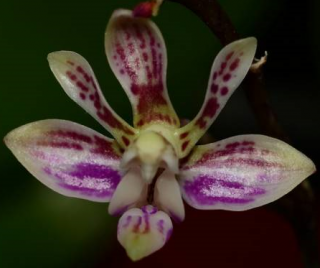 Phalaenopsis finleyi (minus)