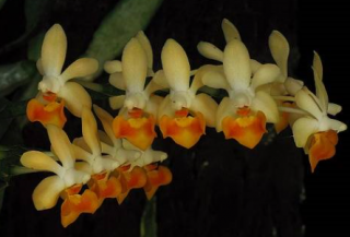 Phalaenopsis malipoense Yellow