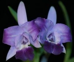 Laeliocattleya Cariad's Mini Quinee 'Angel Kiss'