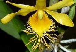 Dendrobium brymerianum
