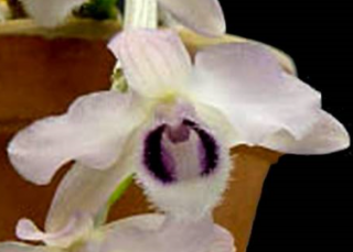Dendrobium parishii var. coerulea