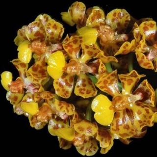 Oncidium nanum (Lophiaris nana)