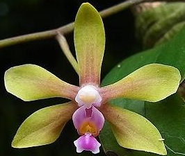 Phalaenopsis stobartiana