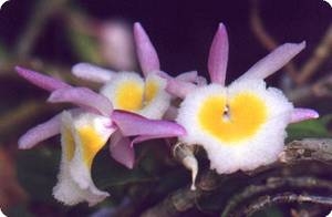 Dendrobium primulinum 