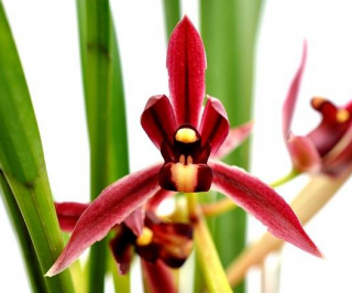 Cymbidium dayanum Red