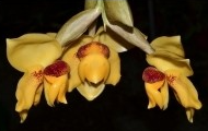 Stanhopea connata