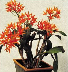 Guarianthe aurantiaca