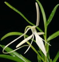 Jumellea arborescens