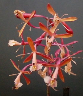 Epidendrum embreii x capricornu