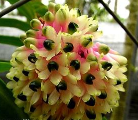 Dendrobium smillieae