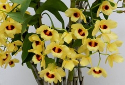 Dendrobium Gatton Sunray
