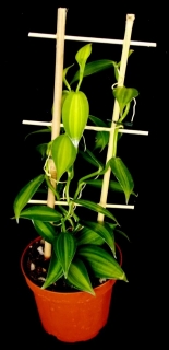 VANILKA - Vanilla planifolia ´Variegata´