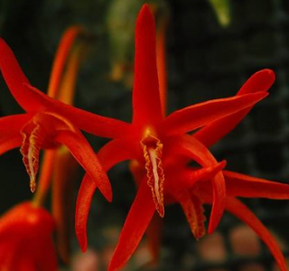 Dendrobium lamyaiae - navázána