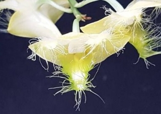 Dendrobium roslii