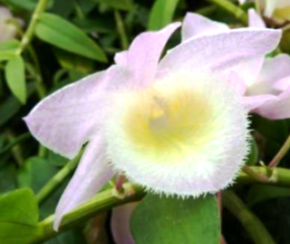 Dendrobium (pierardii x loddigesii) x loddigesii - navázaná