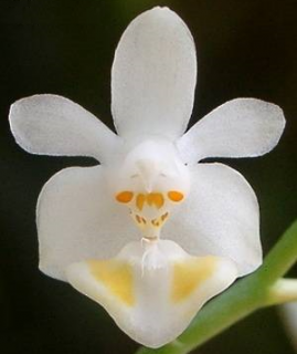 Phalaenopsis gibbosa - navázána